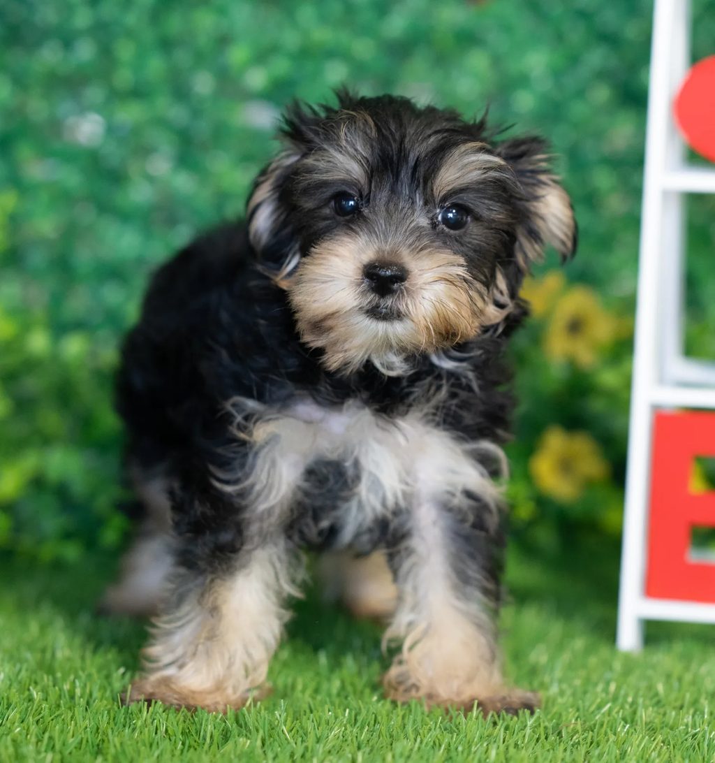 William puppy images