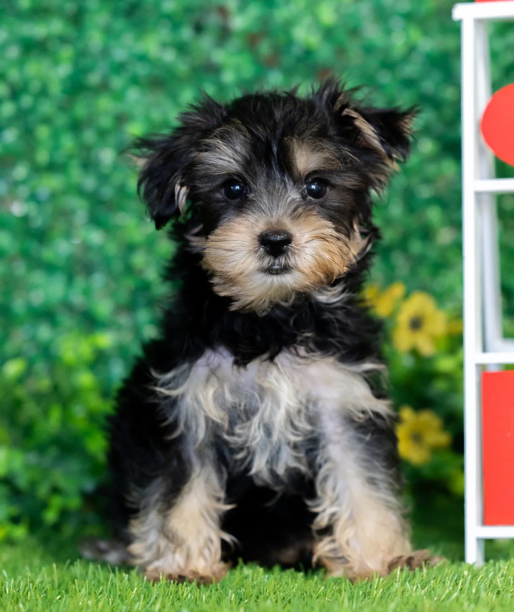 William puppy images