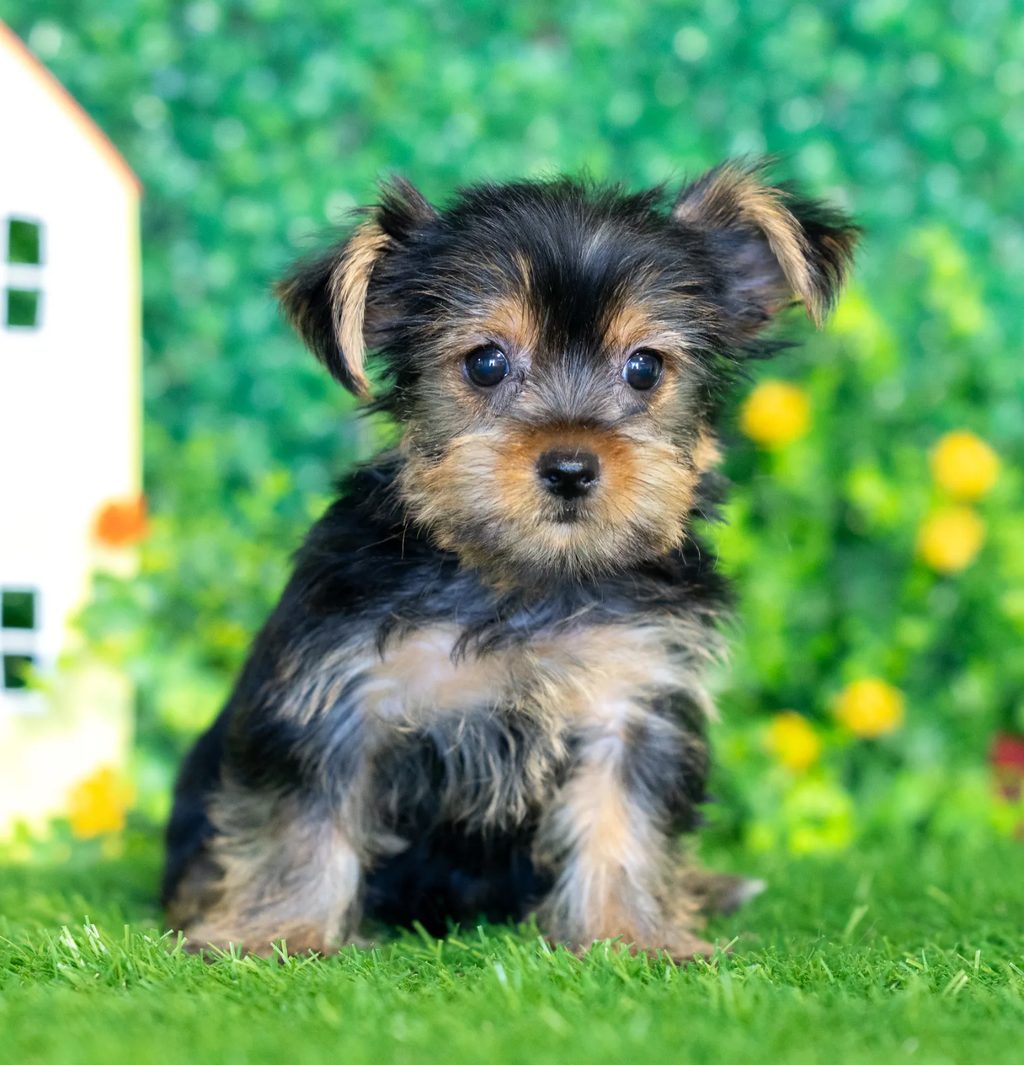 Duchess puppy images