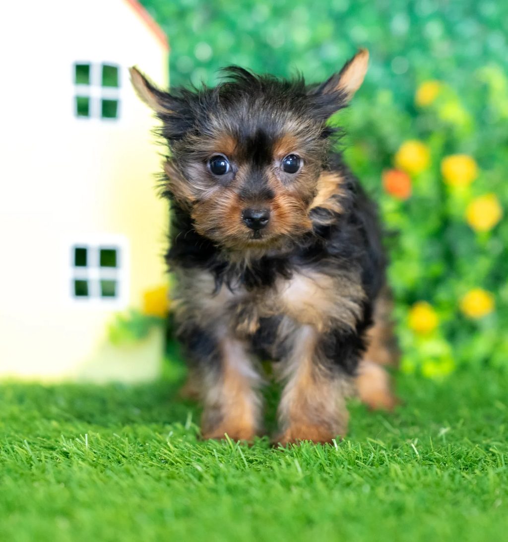 Kayla puppy images
