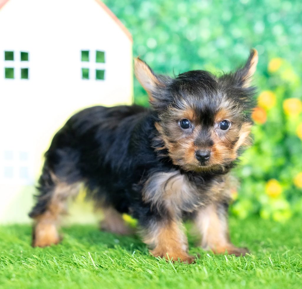 Kayla puppy images