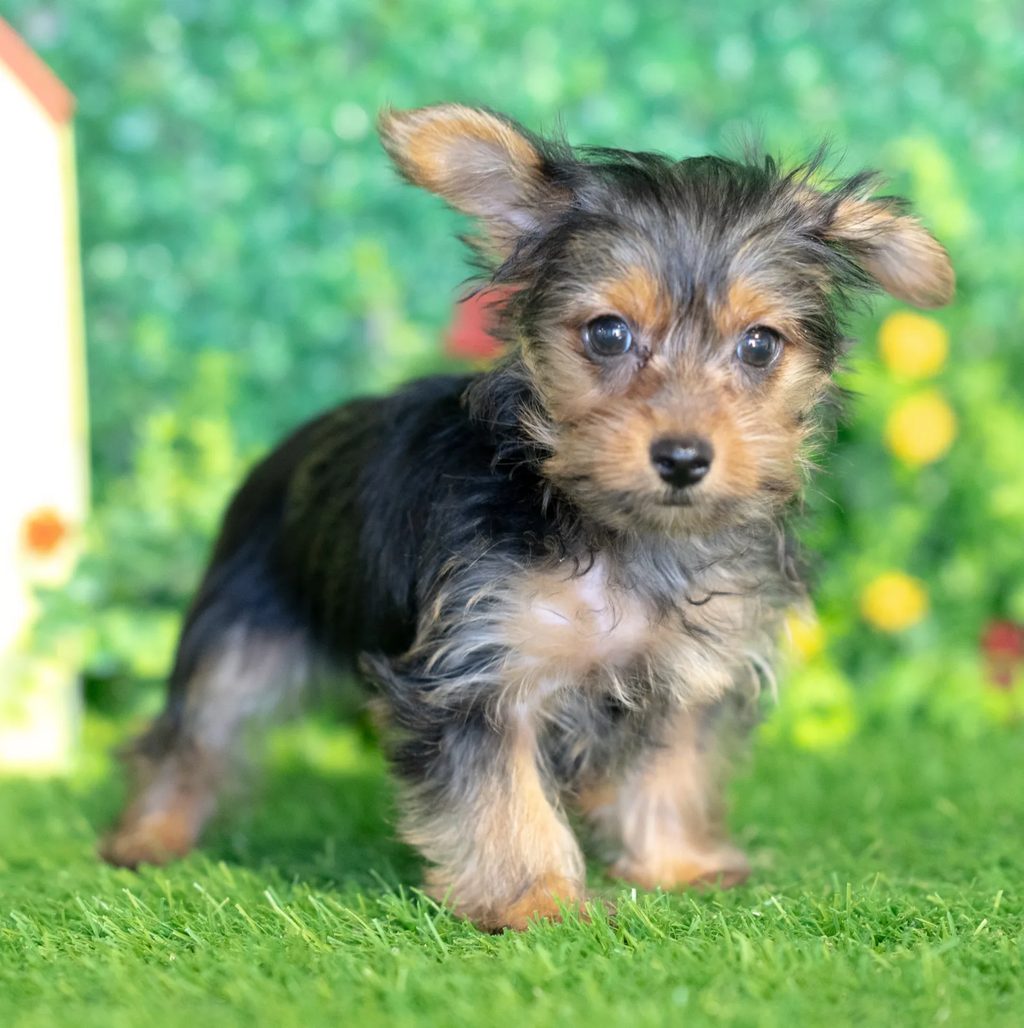 Scrappy puppy images
