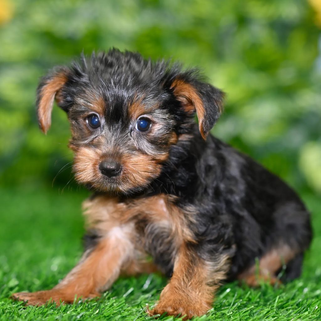 Betsy puppy images