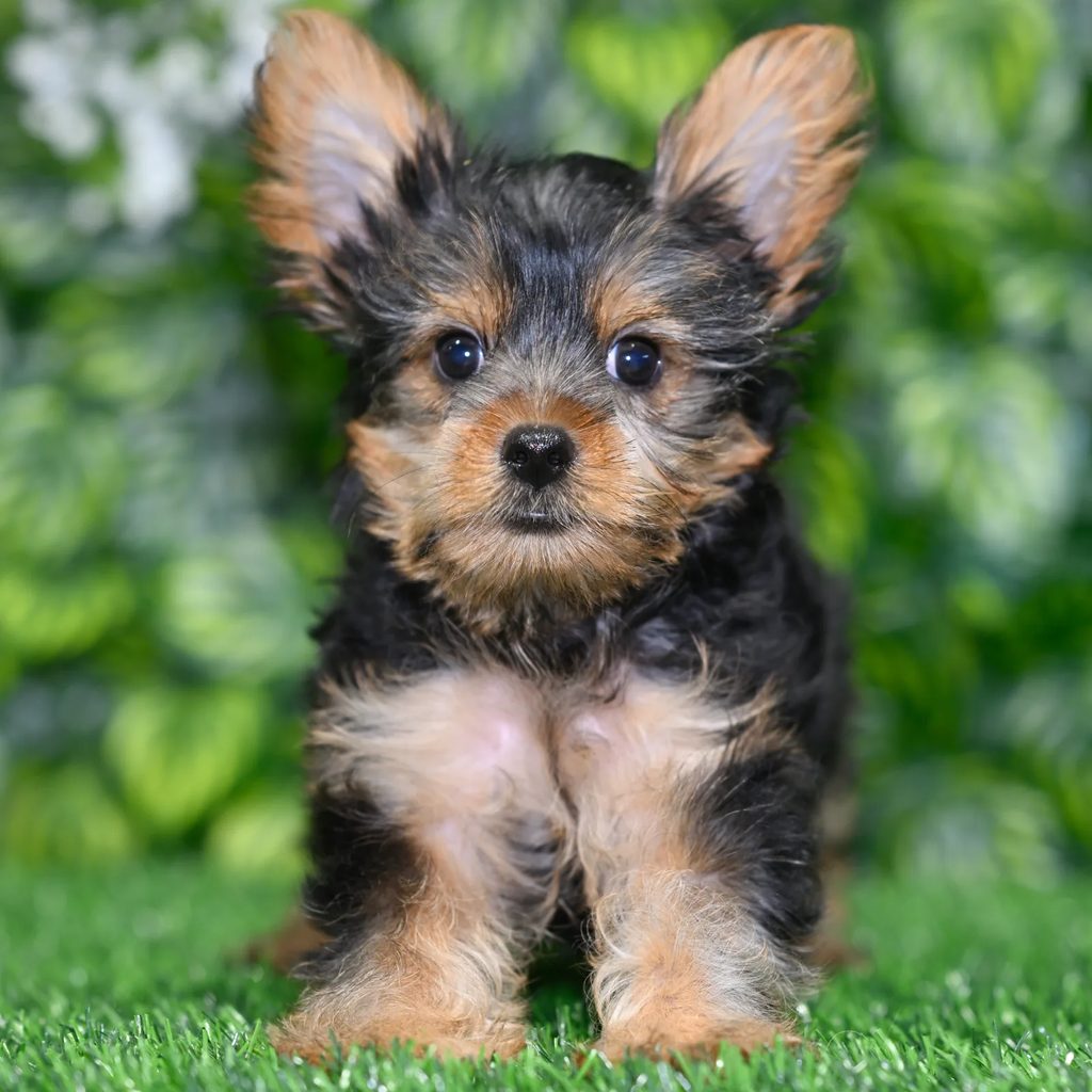 Jonas puppy images