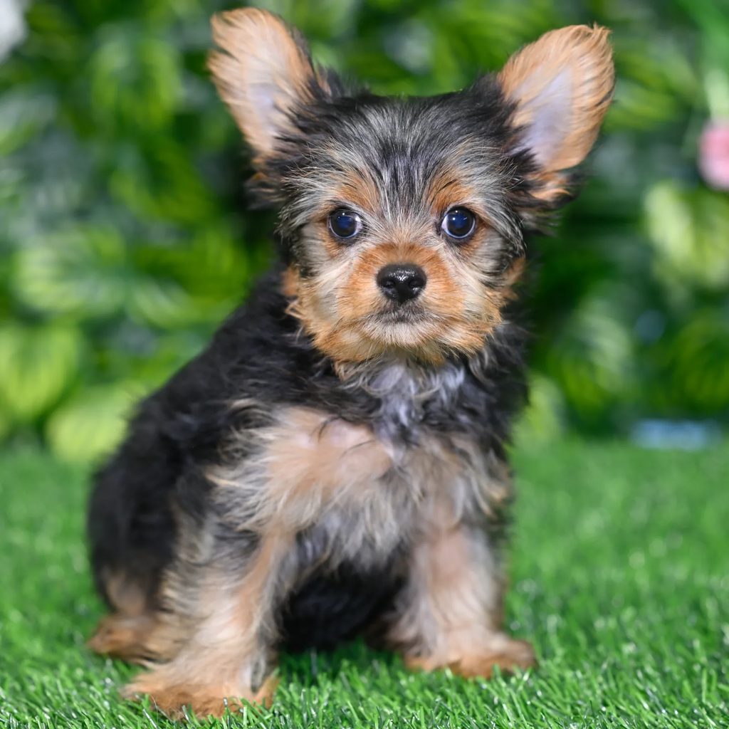 Ricky puppy images