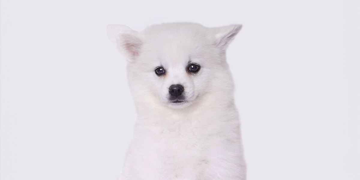 Toy american eskimo puppies for sale near me on sale