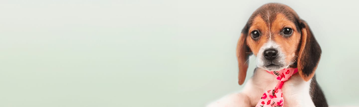 Home page banner