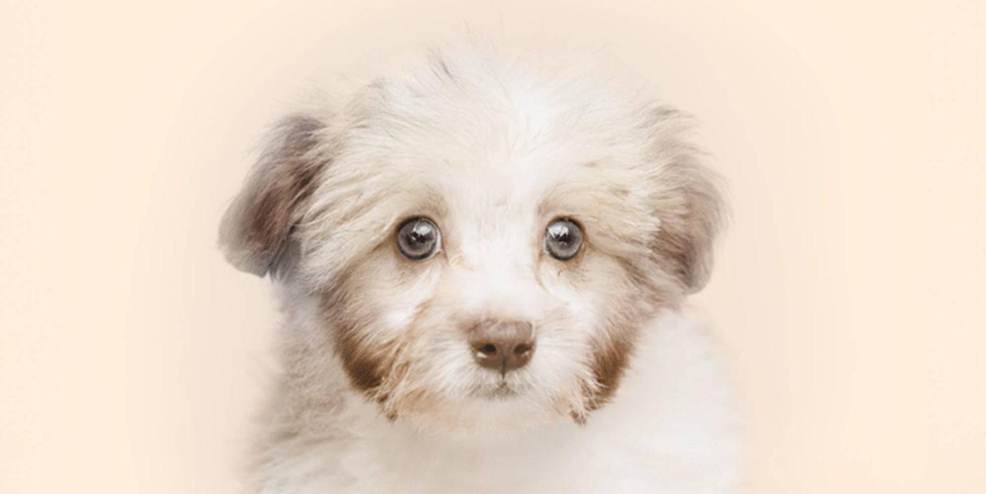 Home page banner