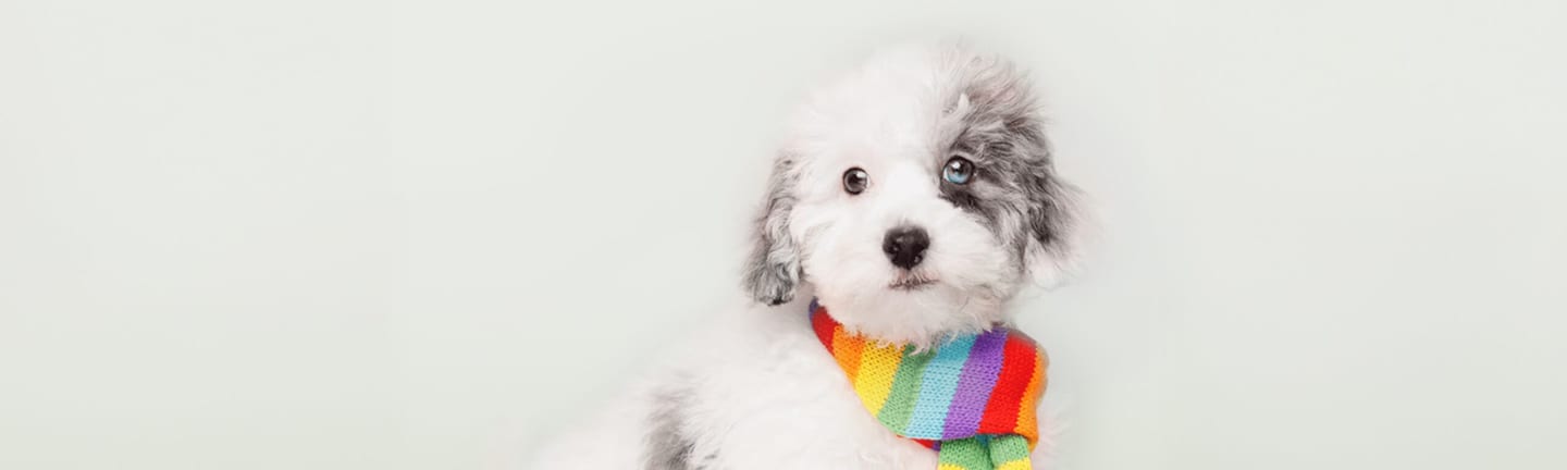 Home page banner