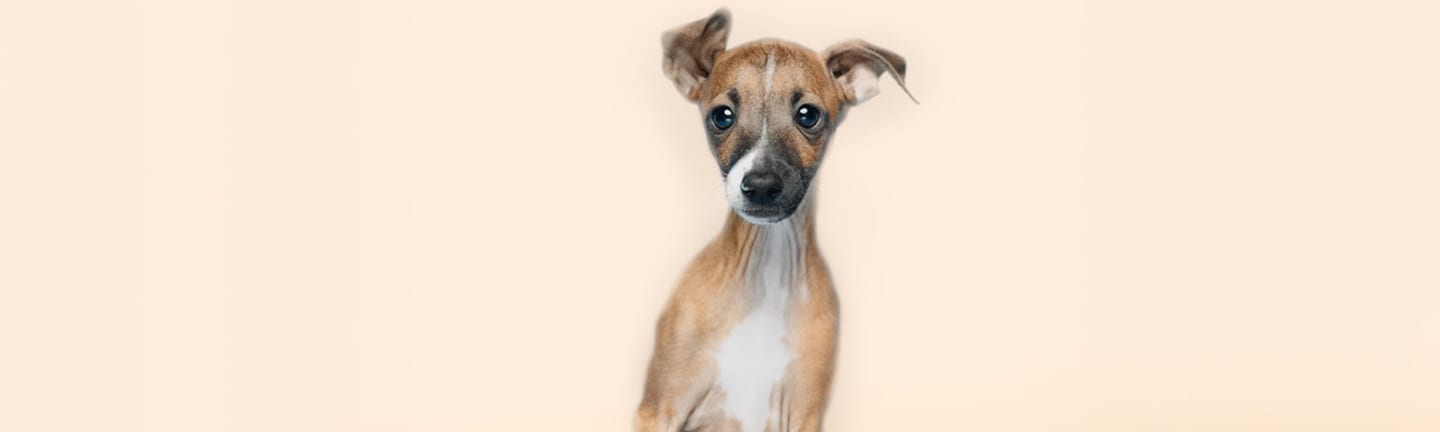 Home page banner