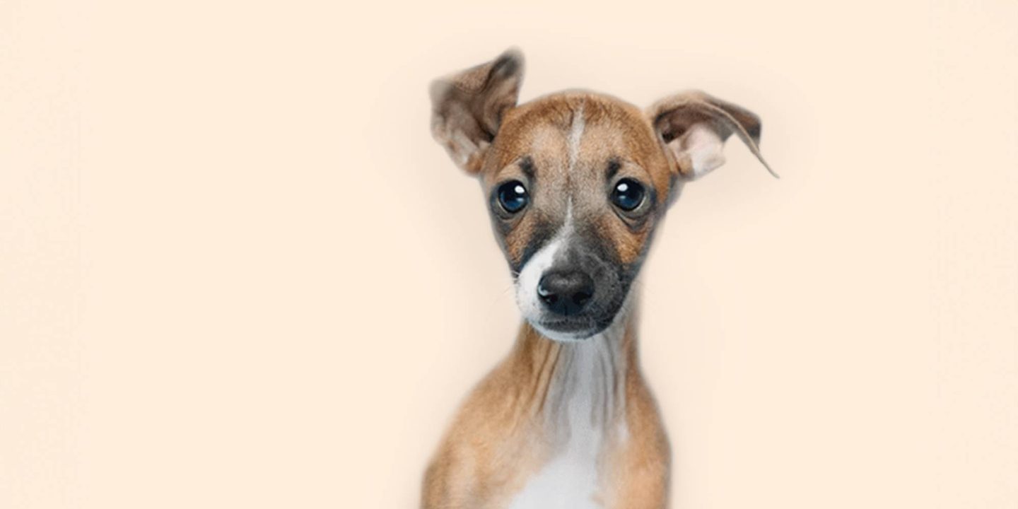 Home page banner