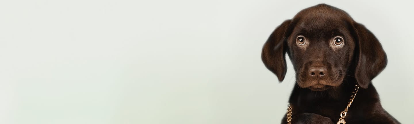 Home page banner