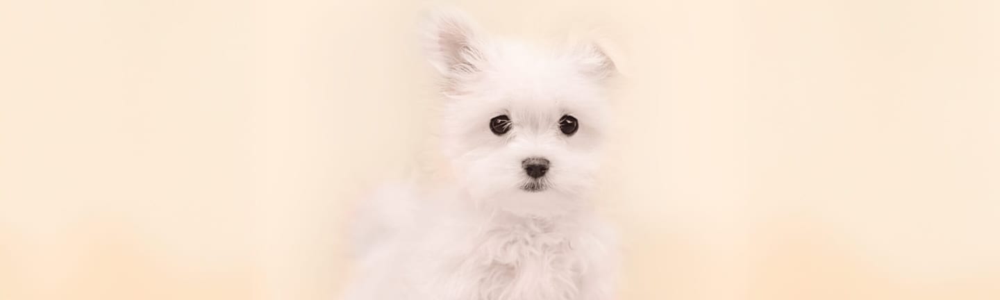 Home page banner