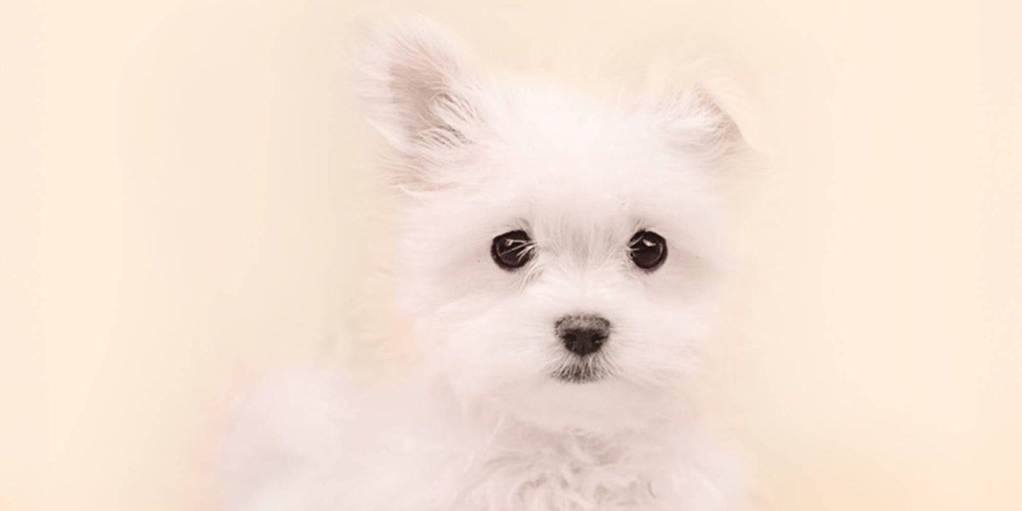 Home page banner