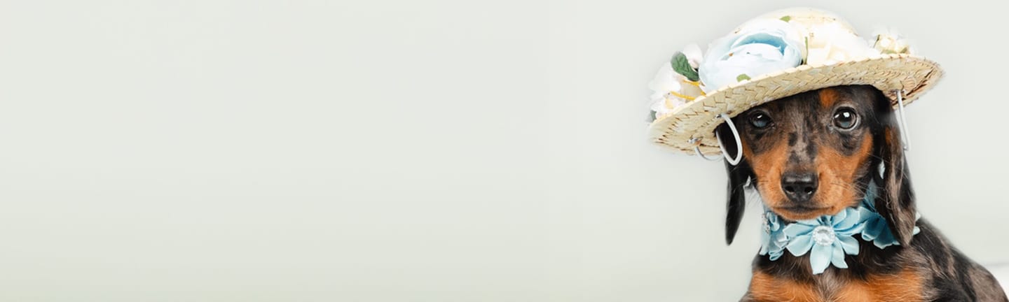 Home page banner
