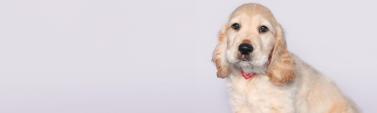Home page banner