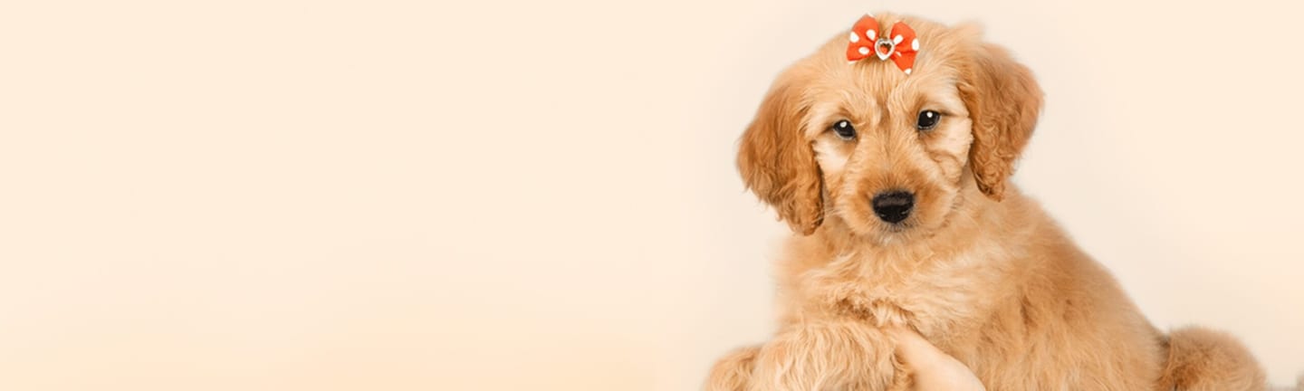 Home page banner