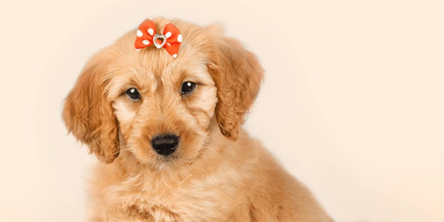 Home page banner