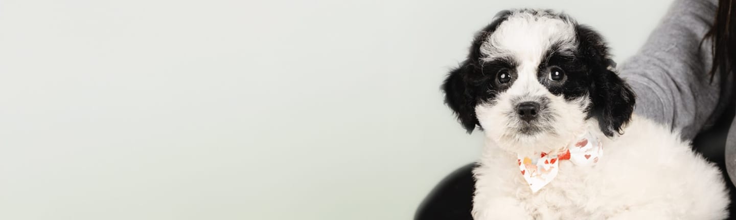 Home page banner