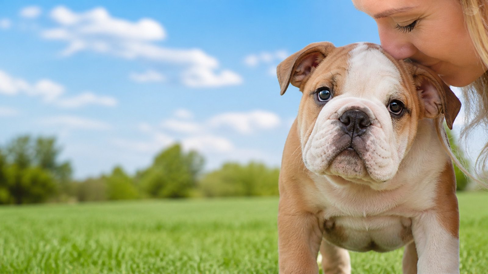 English Bulldog puppy on grass in open parkland, a person kissing the top of its head, at Blue Sky Puppies