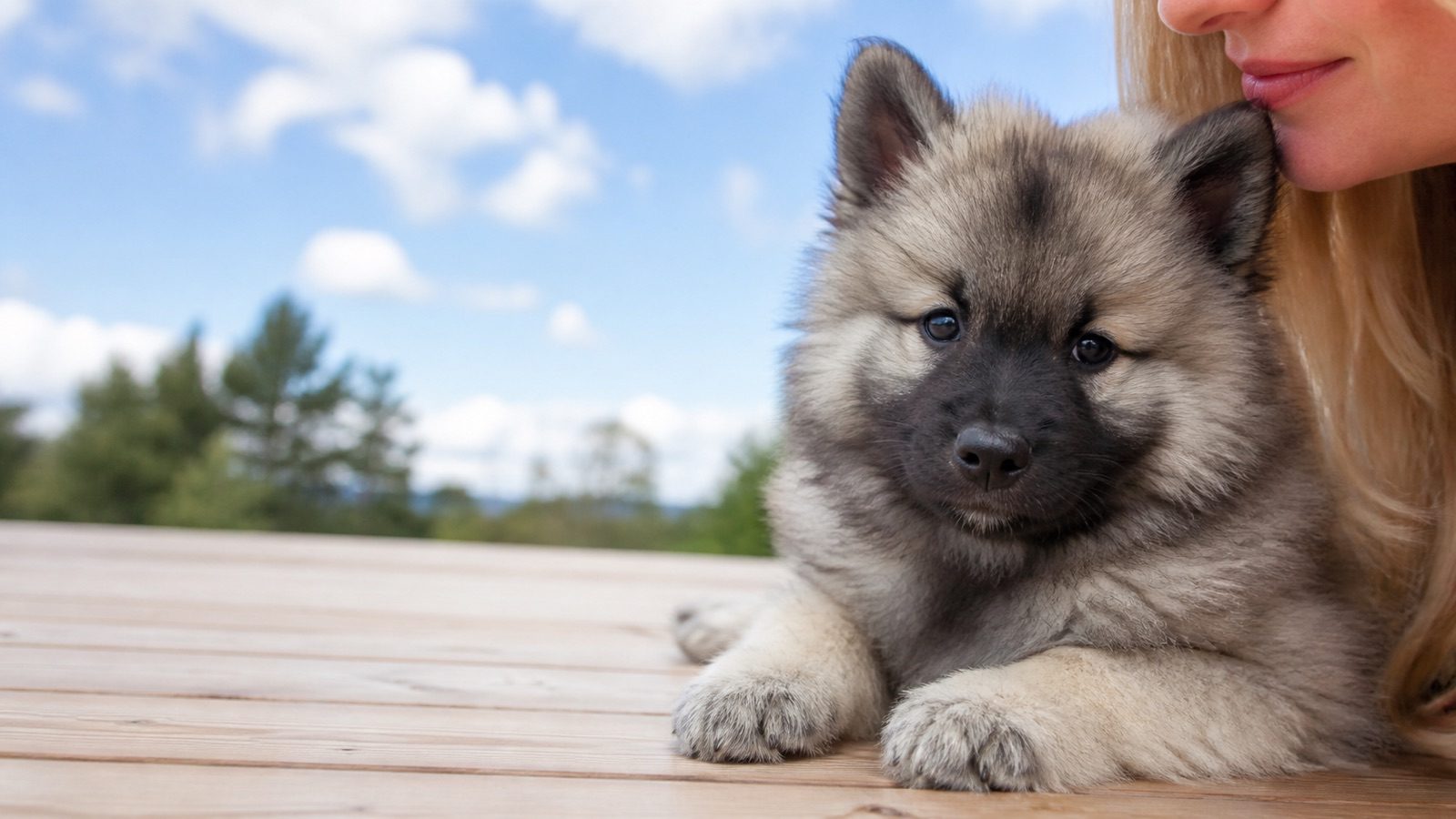 Keeshond puppy on grass in open parkland, a person kissing the top of its head, at Blue Sky Puppies