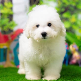 Clark puppy images