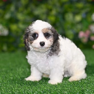 Storm puppy images