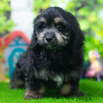 Griffin puppy images