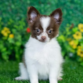 Vernon puppy images