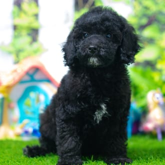 Kimono puppy images