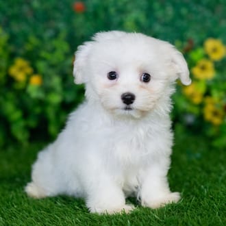 Aspen puppy images