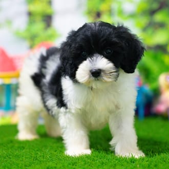 Basil puppy images