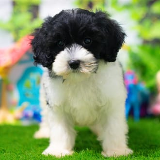 Basil puppy images