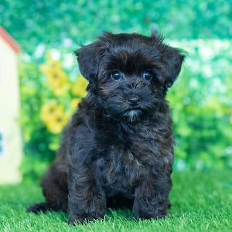 Richard puppy images