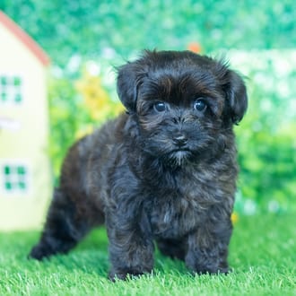 Richard puppy images