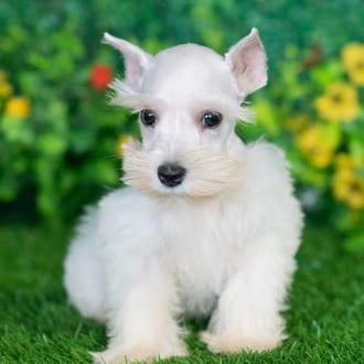 Harold puppy images
