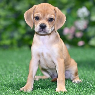 Lambert puppy images