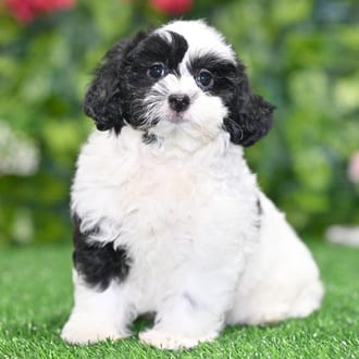 Edward puppy images