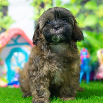 Bandit puppy images