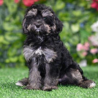 Bradford puppy images