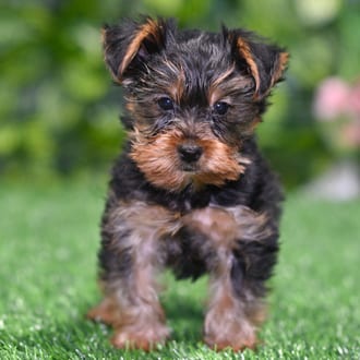 Daniel puppy images