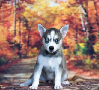 Kiki, a female Alaskan Klee Kai puppy for sale at Blue Sky Puppies Nashville TN