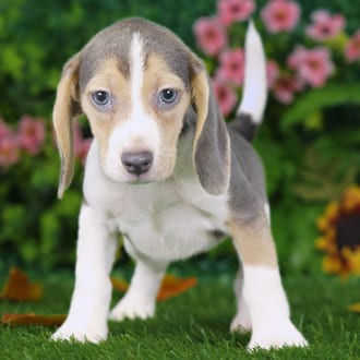 Vera, a female Beagle puppy for sale at Blue Sky Puppies Nashville TN