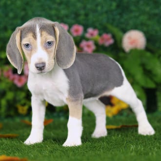 Vera, a female Beagle puppy for sale at Blue Sky Puppies Nashville TN
