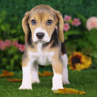 Ursula, a female Beagle puppy for sale at Blue Sky Puppies Nashville TN