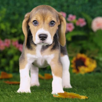 Ursula, a female Beagle puppy for sale at Blue Sky Puppies Nashville TN