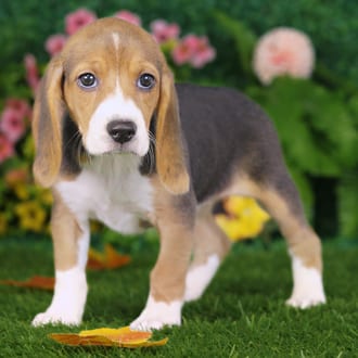 Cherry, a female Beagle puppy for sale at Blue Sky Puppies Nashville TN