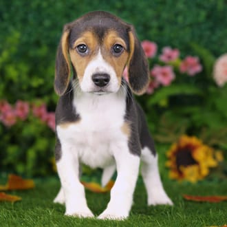 Briar, a female Beagle puppy for sale at Blue Sky Puppies Nashville TN