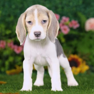 Atari, a female Beagle puppy for sale at Blue Sky Puppies Nashville TN