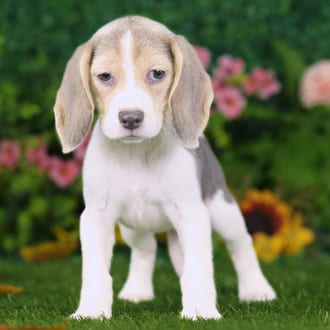 Atari, a female Beagle puppy for sale at Blue Sky Puppies Nashville TN